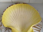 Service à Saint-Jacques en Faïence Plat + 8 coquilles TTBE++++SUP