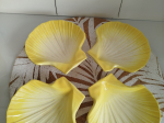 Service à Saint-Jacques en Faïence Plat + 8 coquilles TTBE++++SUP